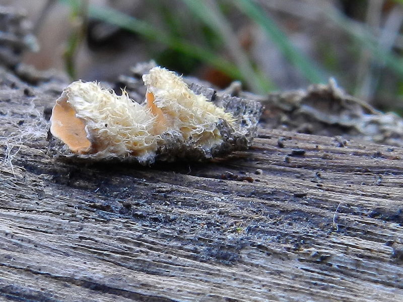 Solito Stereum ? (Stereum hirsutum)
